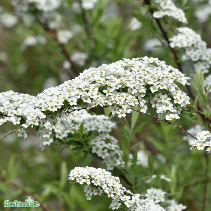 Spiraea x cinerea 'Grefsheim' Solitär C10 80-100cm