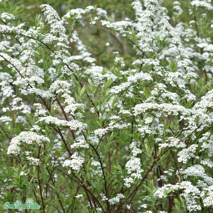 Spiraea x cineria 'Grefsheim' Busk C3,5