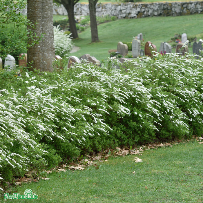 Spiraea cinerea e 'Grefsheim' C2,8 30-40cm