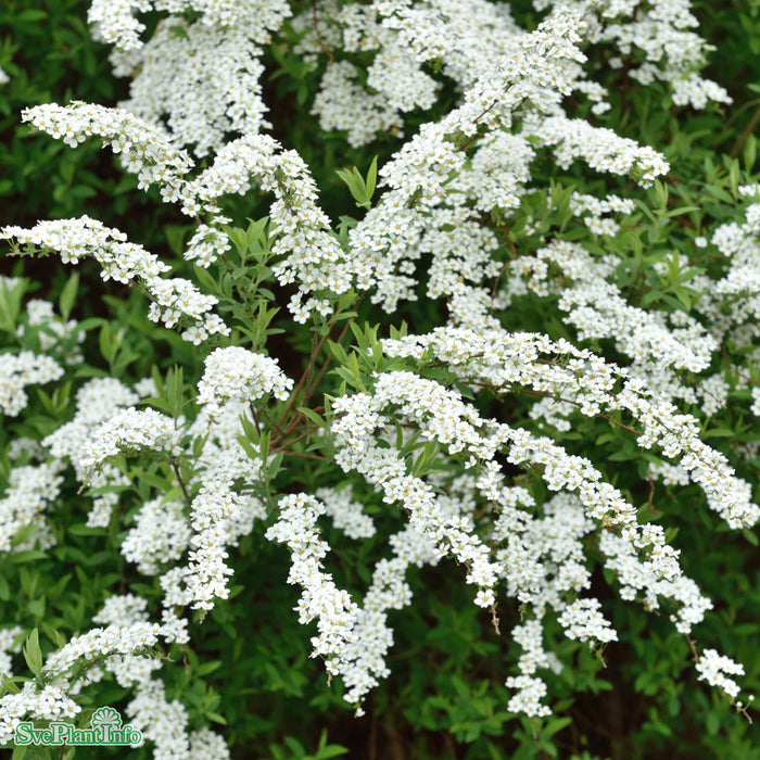 Spiraea cinerea e 'Grefsheim' C2,8 30-40cm