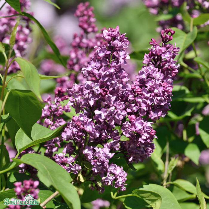 Syringa vulgaris 'Charles Joly' C10 Stam 80cm Solitär