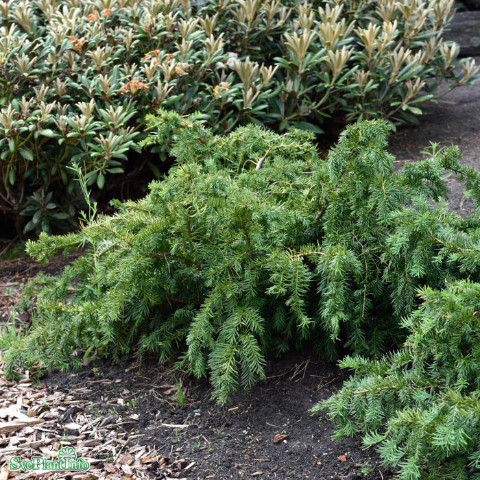 Taxus baccata 'Repandens' 25-30cm Co