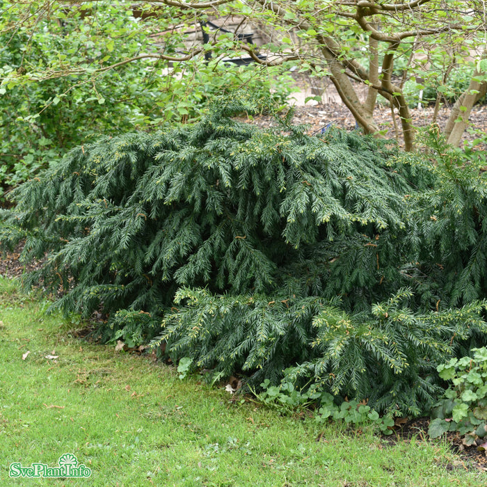 Taxus baccata 'Repandens' C10 40-50cm