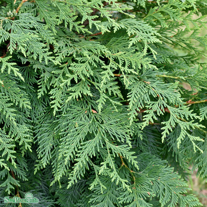 Thuja plicata 'Excelsa' Stam C90 So 18-20