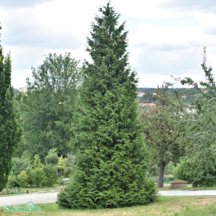 Thuja plicata 'Excelsa' Stam C90 So 18-20
