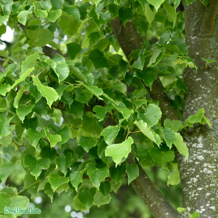 Tilia cordata Linn E Ungträd 200-250cm Co