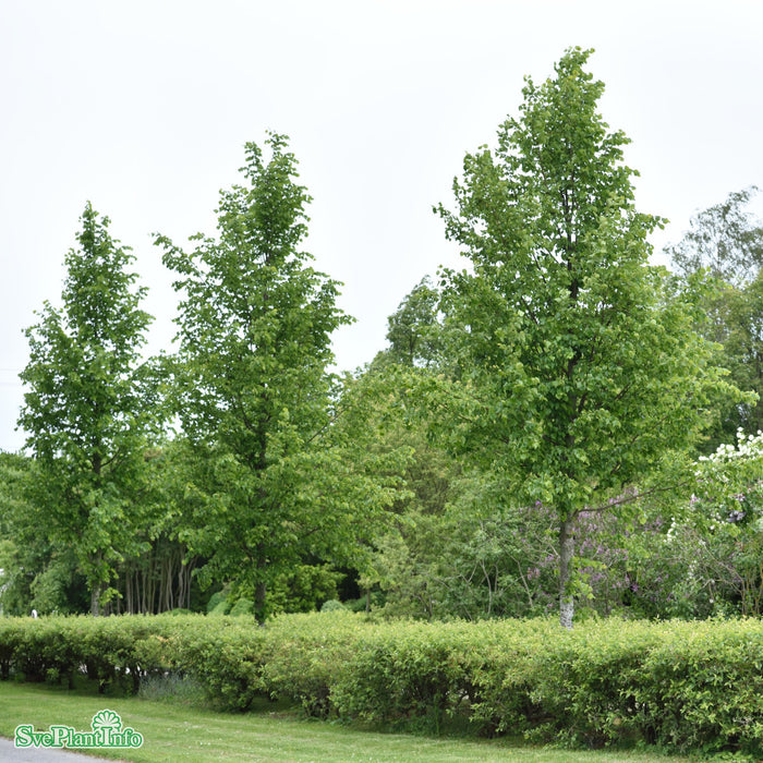 Tilia cordata Linn E Ungträd 200-250cm Co