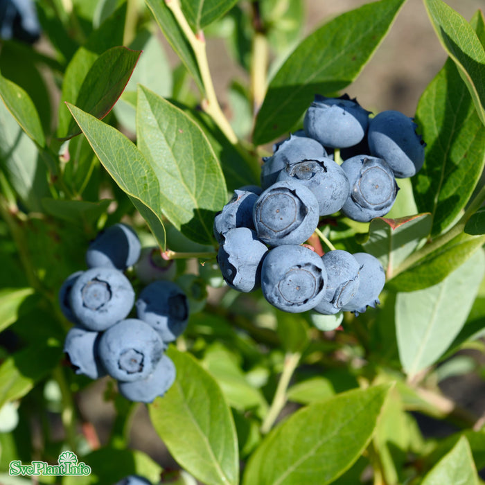 Vaccinium corymbosum 'Duke' Busk C3