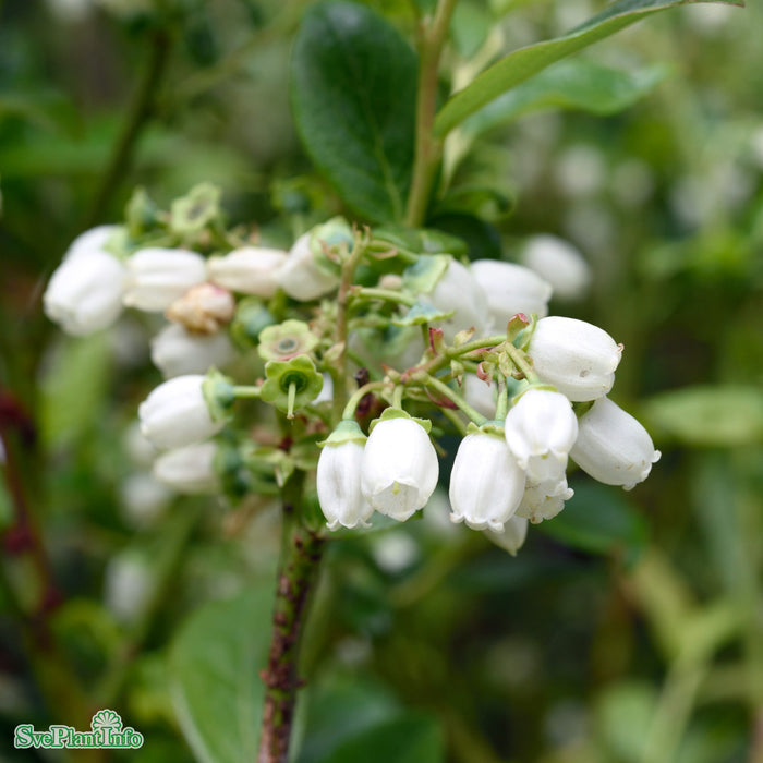 Vaccinium corymbosum 'Duke' C3