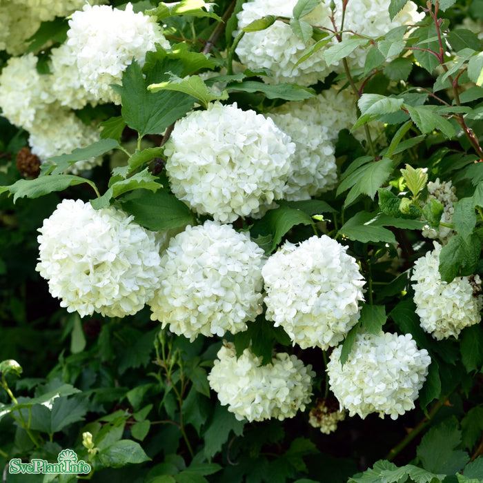 Viburnum opulus 'Roseum' C10 80-100cm