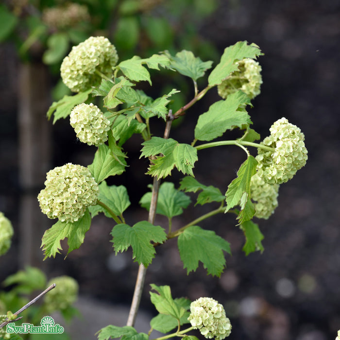 Viburnum opulus 'Roseum' C10 80-100cm