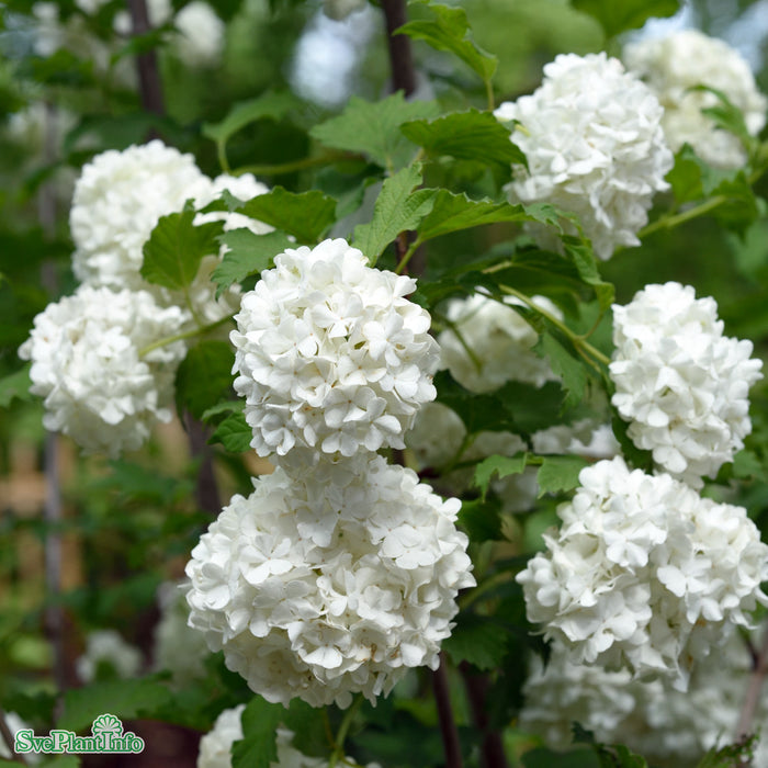 Viburnum opulus 'Roseum' C10 80-100cm