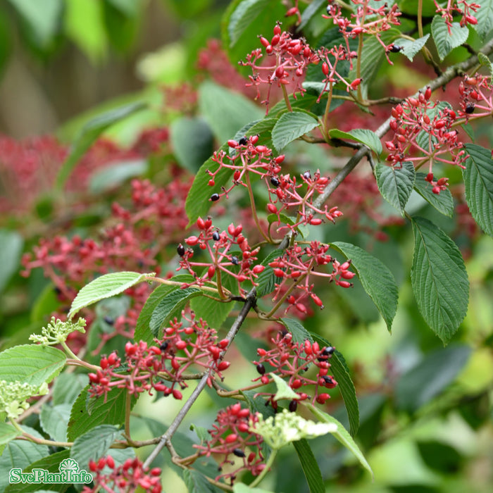 Viburnum plicatum 'Kilimanjaro' C6 40-50cm