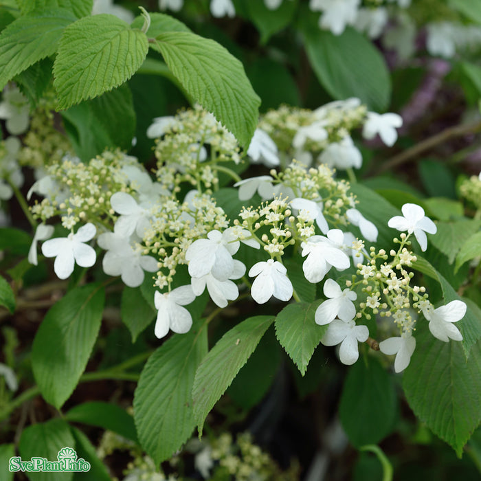Viburnum plicatum 'Kilimanjaro' C6 40-50cm