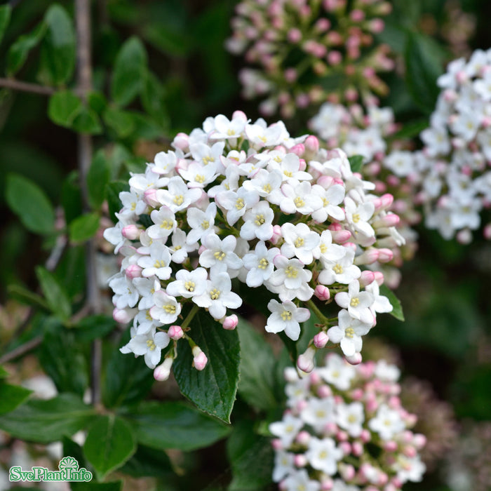 Viburnum x burkwoodii Solitär C20 125-150cm