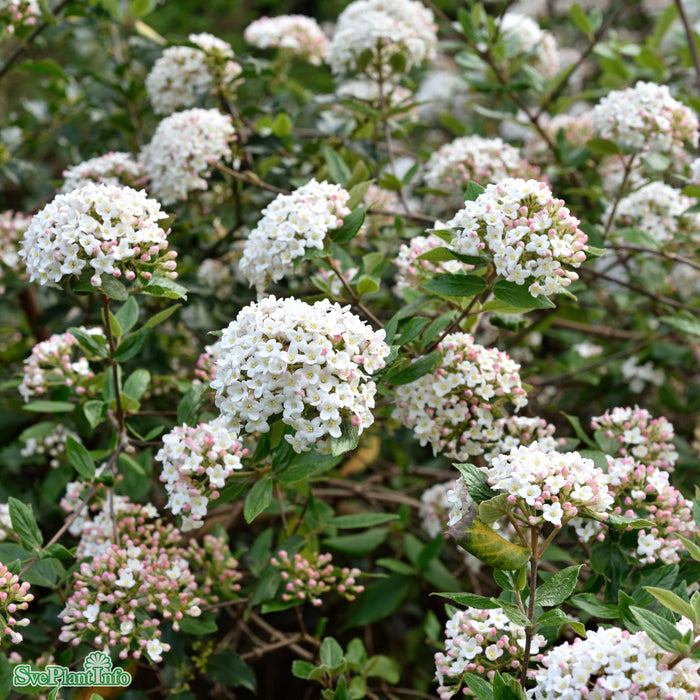 Viburnum x burkwoodii Solitär C20 125-150cm