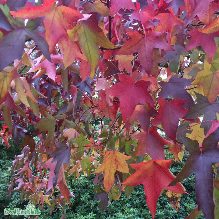 Liquidambar styraciflua 'Worplesdon' Stam 150cm
