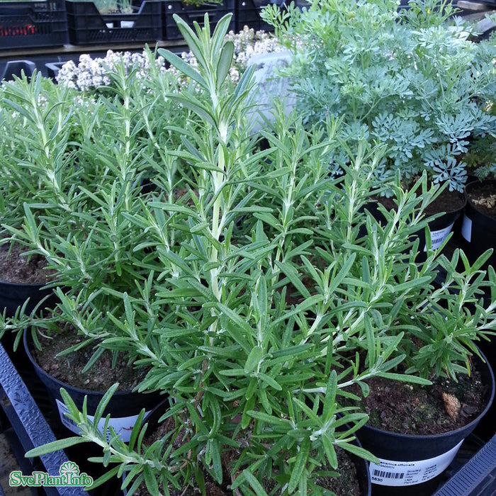 Rosmarinus officinalis A-kval