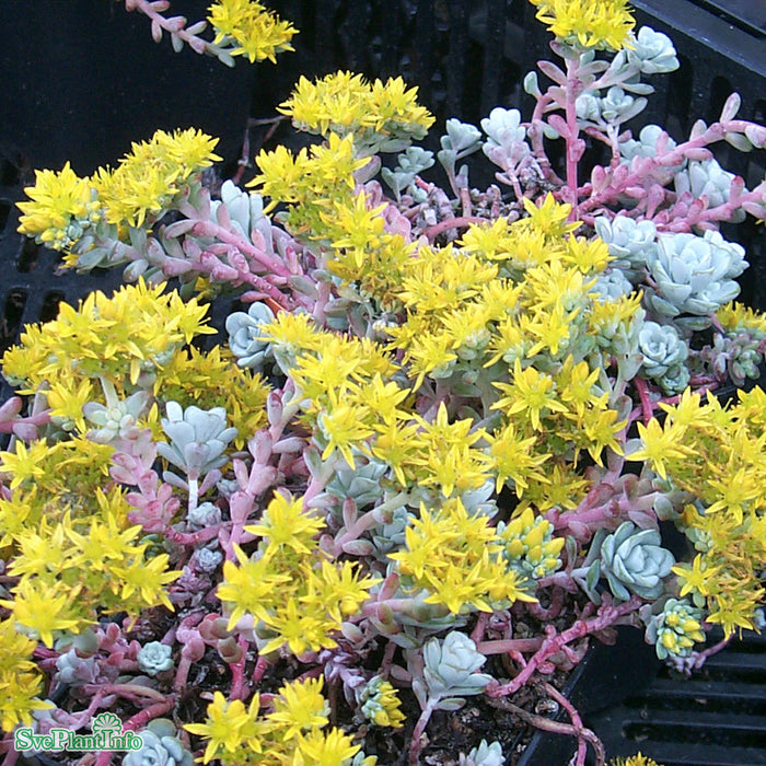 Sedum spathulifolium 'Cape Blanco' A-kval