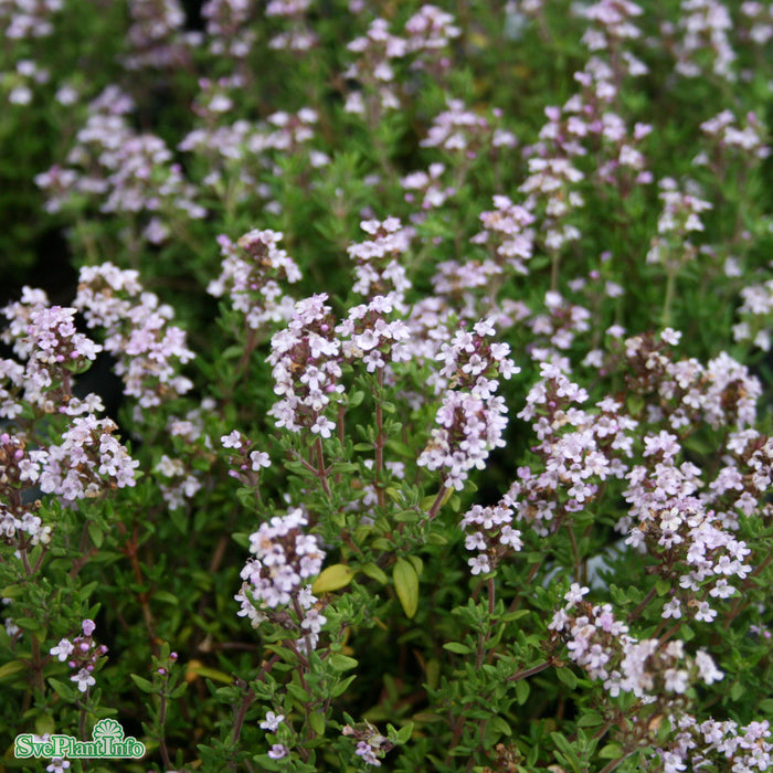Thymus vulgaris 'Compactus' A-kval