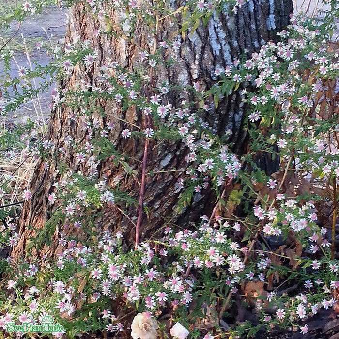 Symphyotrichum lateriflorum 'Horizontale' A-kval