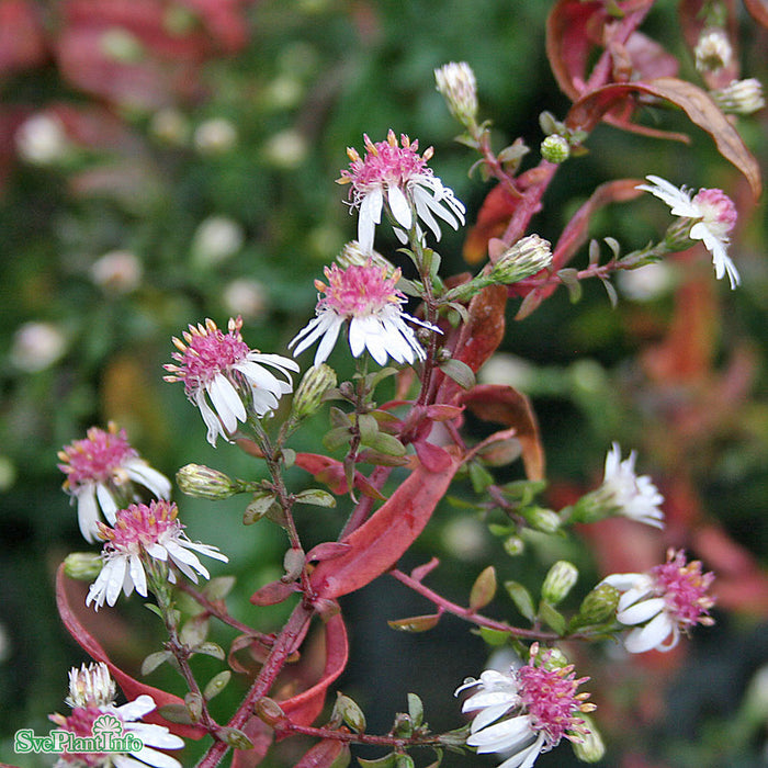 Symphyotrichum lateriflorum 'Horizontale' A-kval