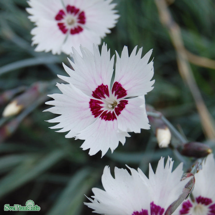 Dianthus Plumarius-Gr. 'Marieberg' A-kval
