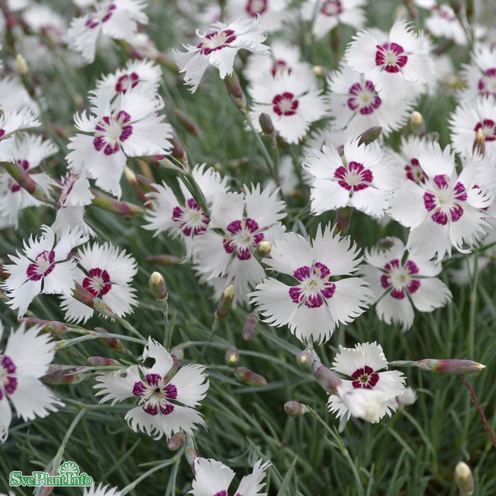 Dianthus Plumarius-Gr. 'Marieberg' A-kval