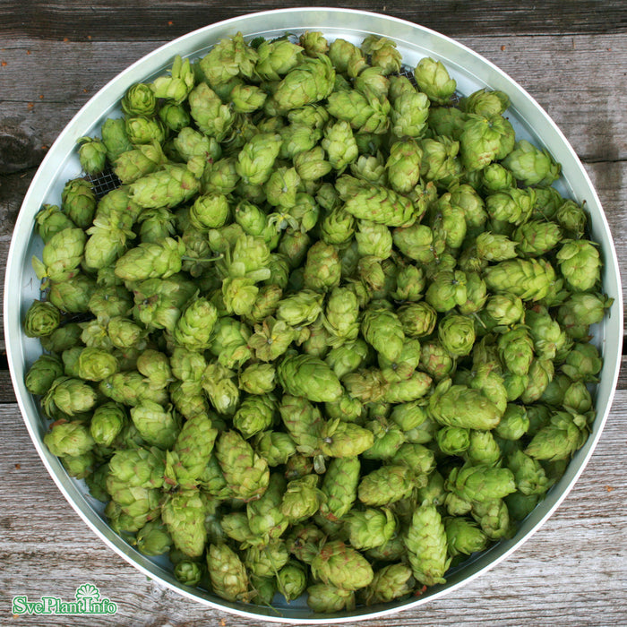 Humulus lupulus 'Hulla Norrgård' (SWE4)