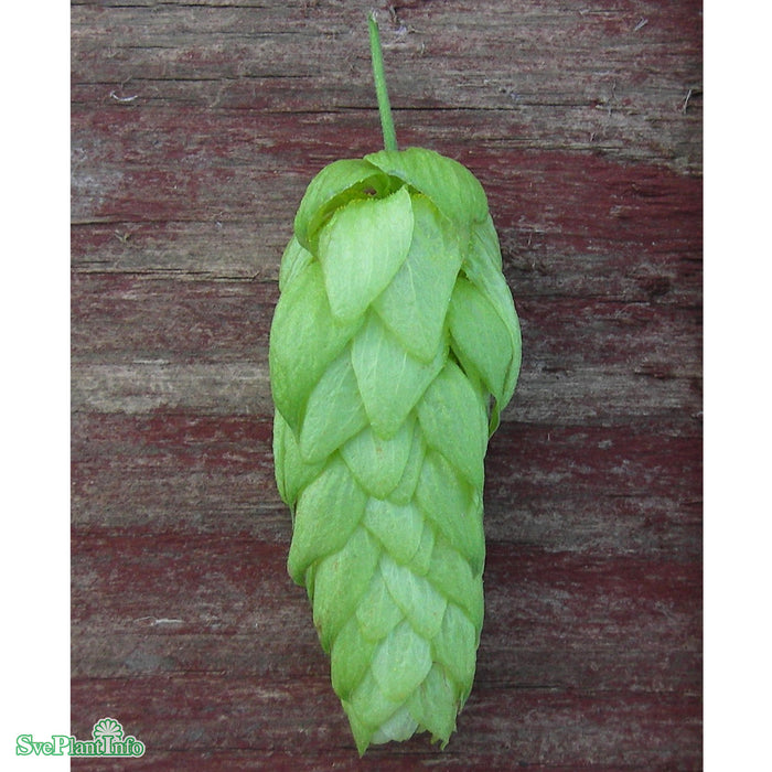 Humulus lupulus 'Korsta' A-kval C2