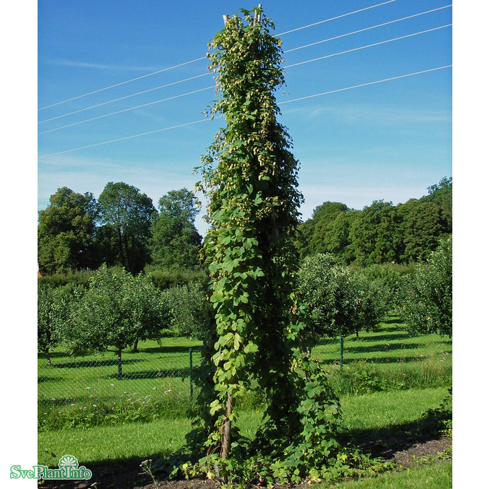 Humulus lupulus 'Hulla Norrgård' A-kval C2