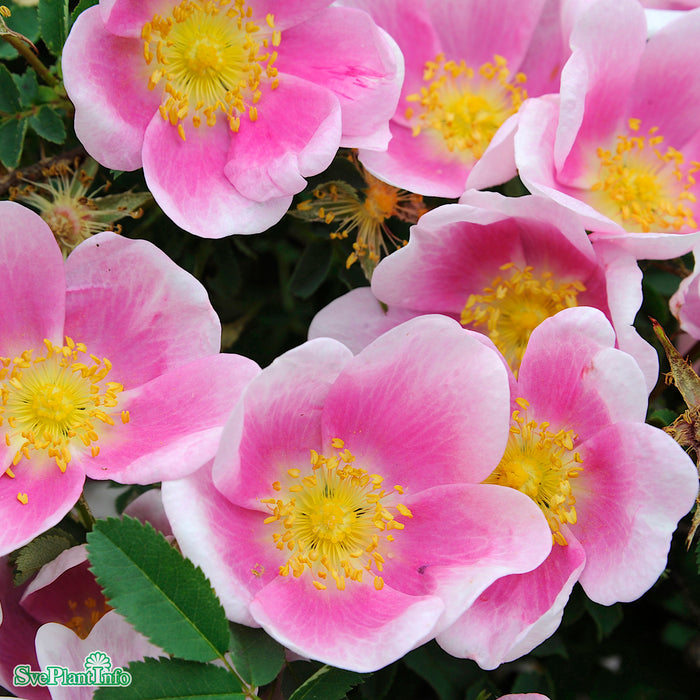 Rosa (Spinosissima) 'Hällestorp' A-kval C4