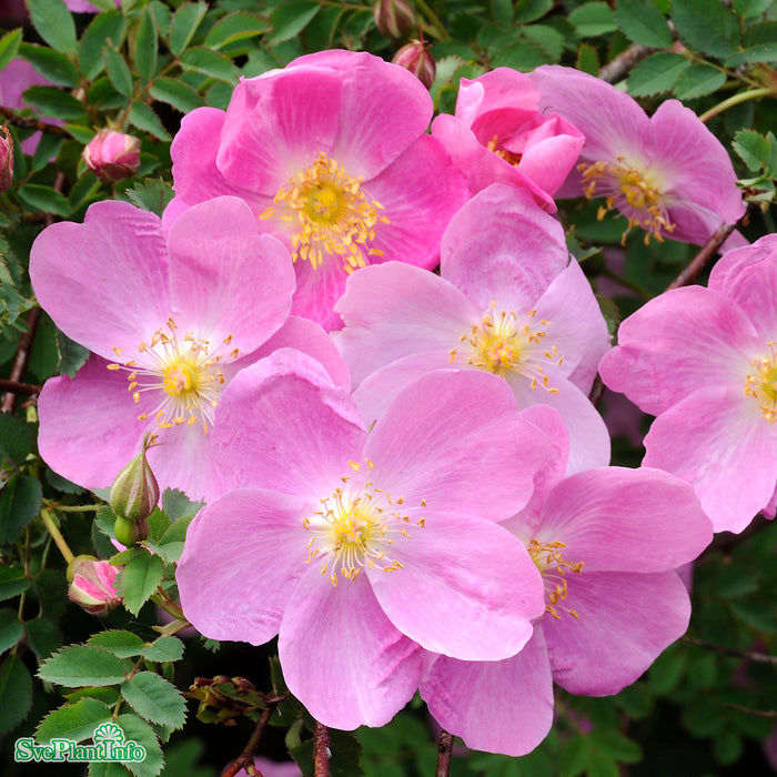 Rosa 'Professor Fagerlind' Rotäkta A-kval C3,5
