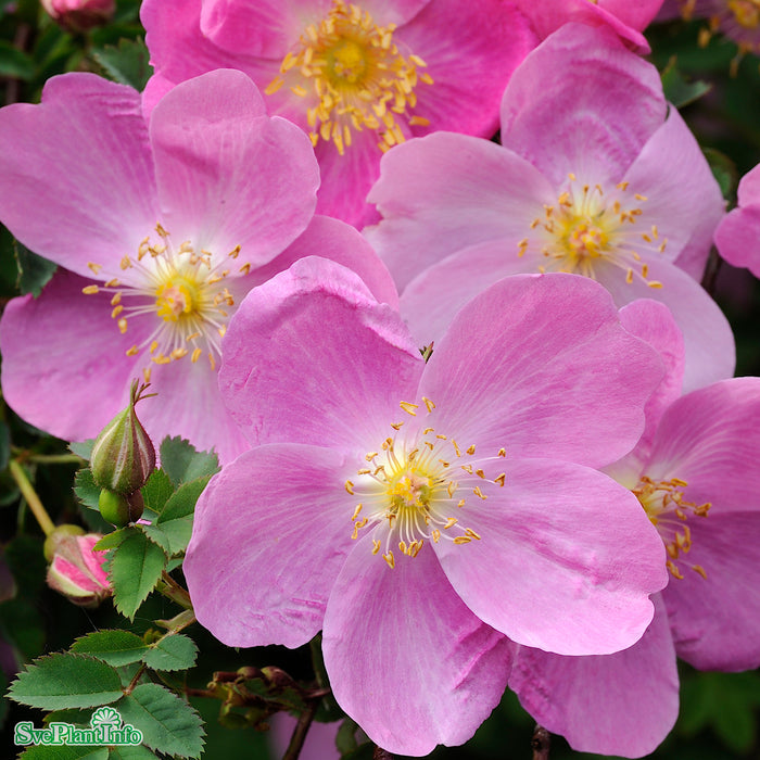 Rosa 'Professor Fagerlind' Rotäkta A-kval C3,5