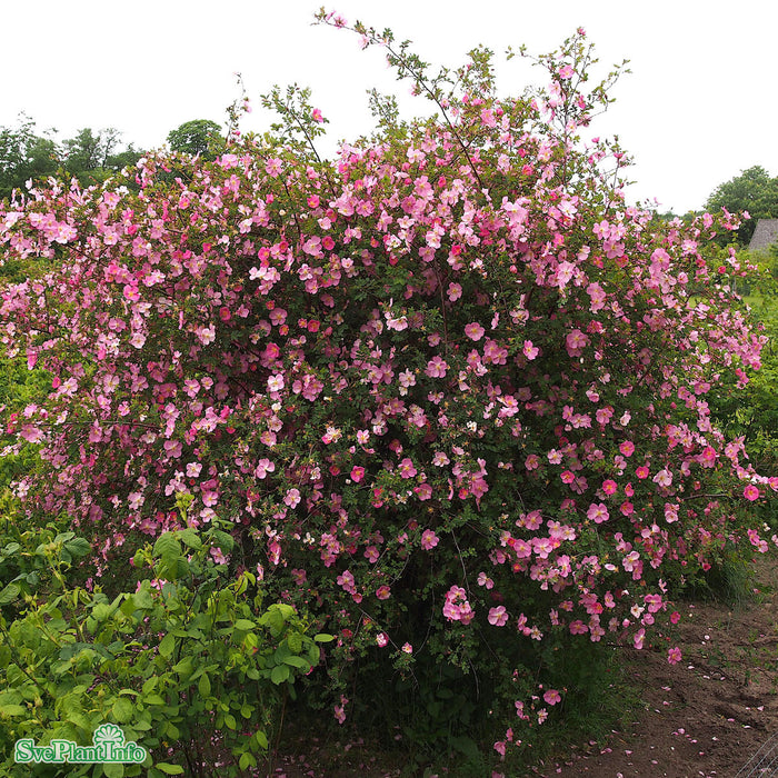 Rosa 'Professor Fagerlind' Rotäkta A-kval C3,5
