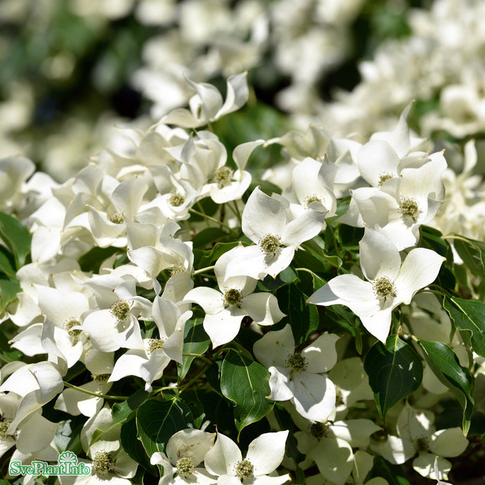 Cornus kousa var. chinensis 'China Girl' C18 XXL 125-150cm