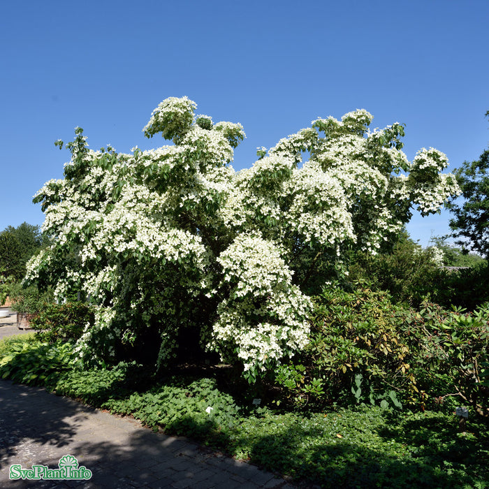 Cornus kousa var. chinensis 'China Girl' C18 XXL 125-150cm