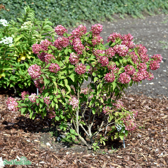 Hydrangea paniculata 'Diamond Rouge' Solitär C20 100-125cm