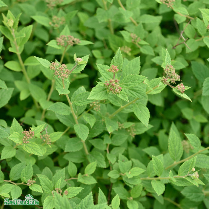 Spiraea japonica 'Little Princess' Busk C2