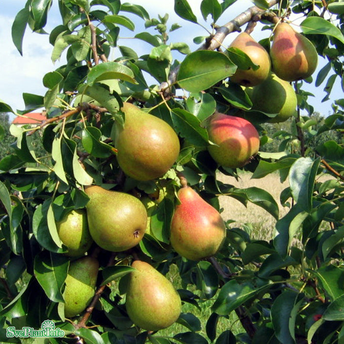 Pyrus communis 'Carola' E Stam 4 års Co