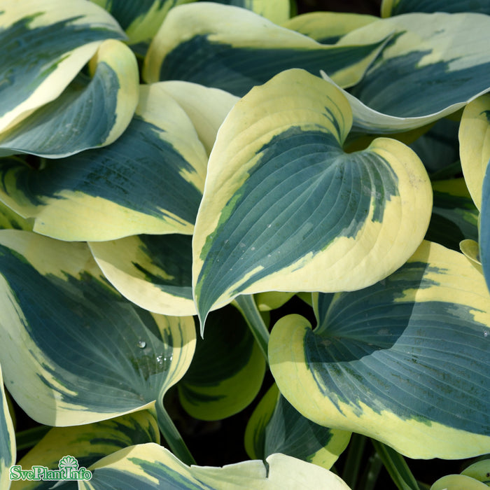 Hosta 'Autumn Frost' C3