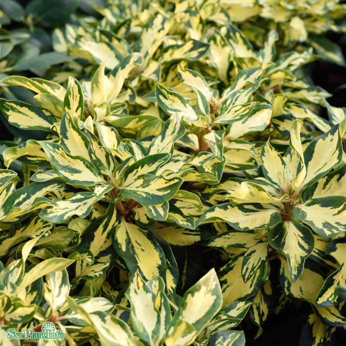 Rhododendron 'Blattgold' C6 30-40cm