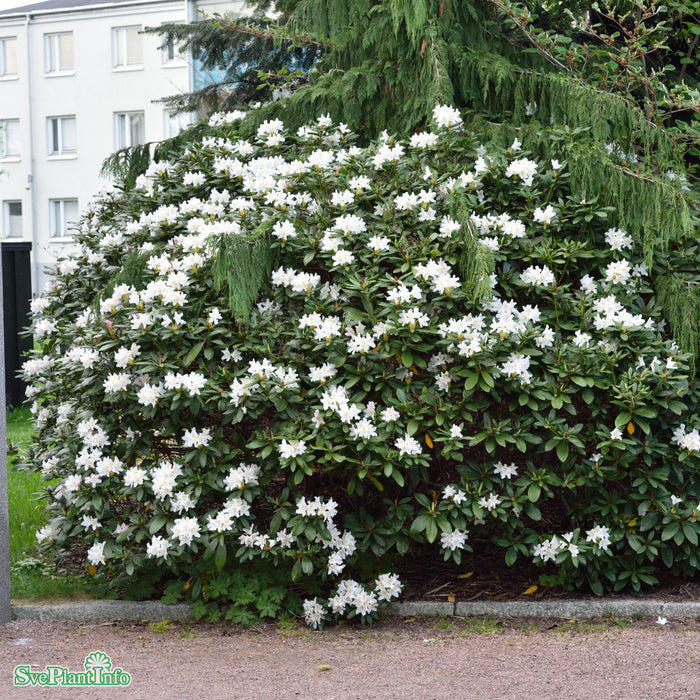 Rhododendron 'Cunningham's White' C15 60-70cm
