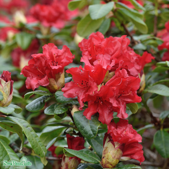 Rhododendron 'Scarlet Wonder' C2 20-25cm