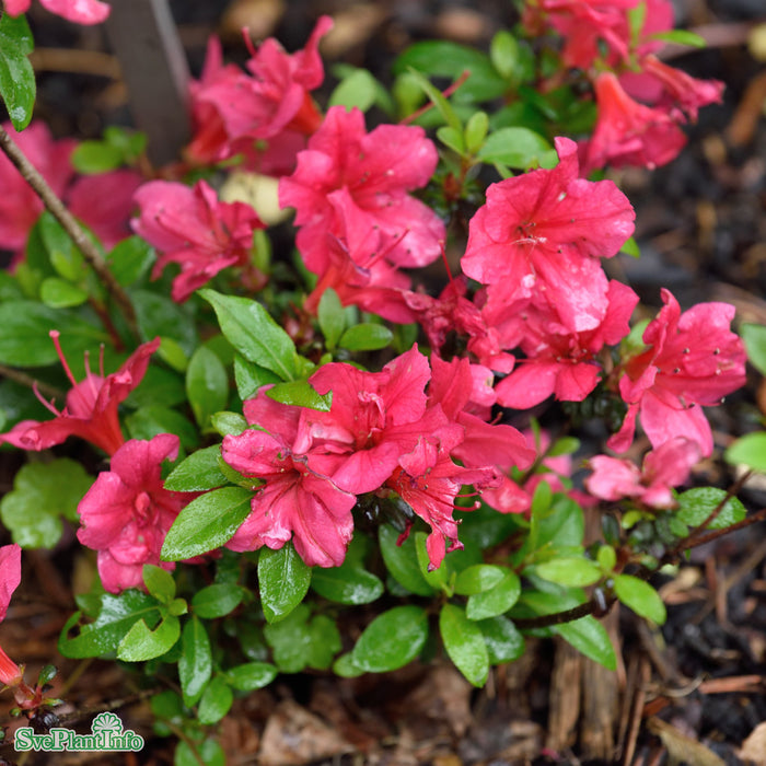 Rhododendron 'Maruschka' C6 30-40cm