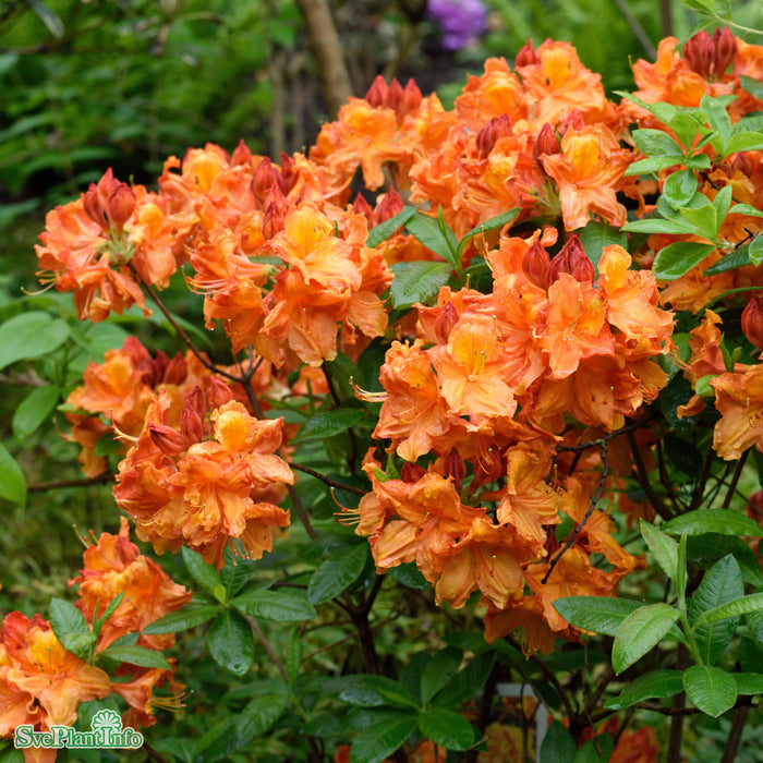 Rhododendron 'Glowing Embers' C4,6
