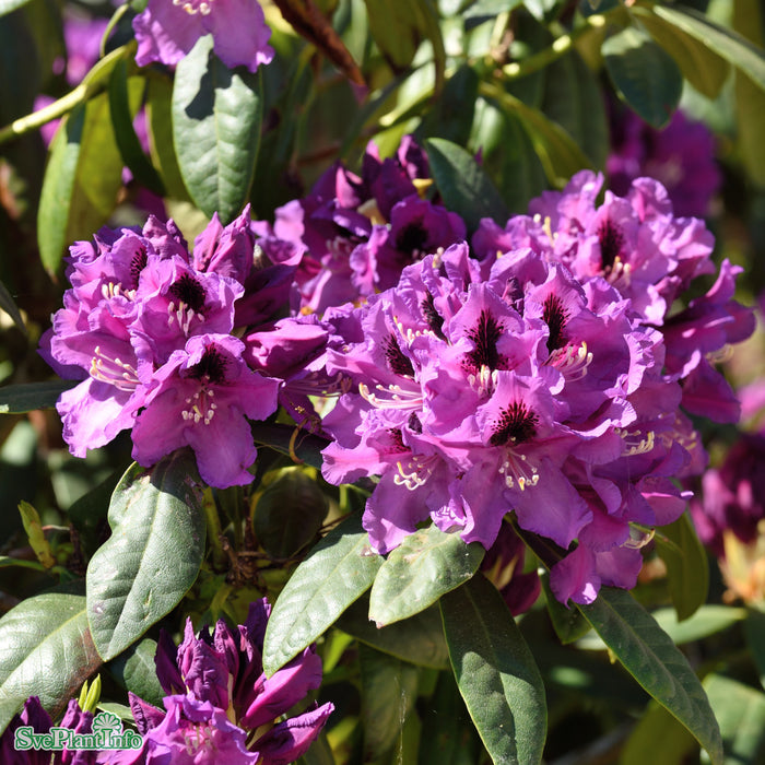 Rhododendron (Ponticum) 'Rasputin' Solitär C15 60-70cm