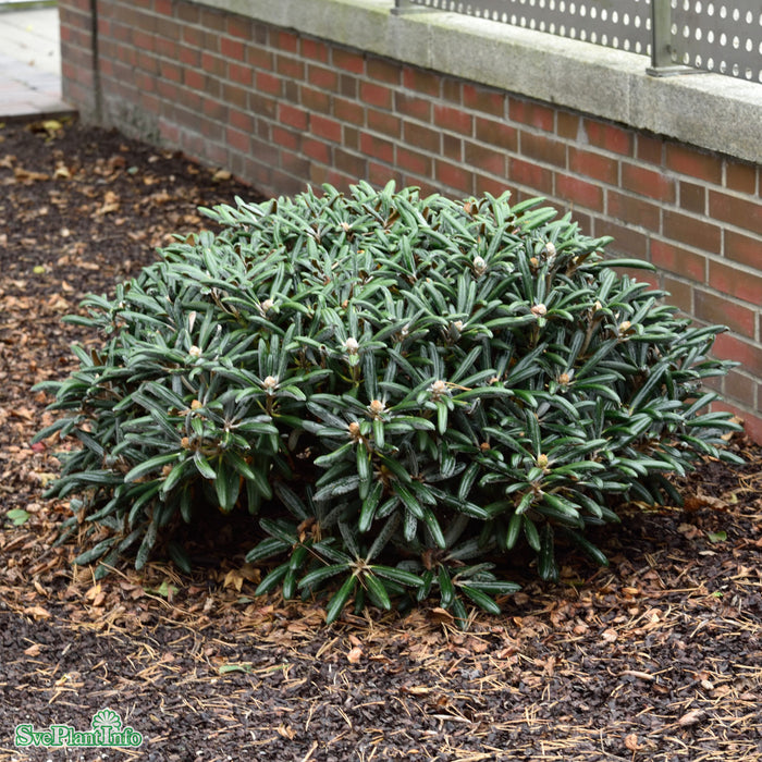 Rhododendron (Yakush.) 'Koichiro Wada' 25-30cm C3