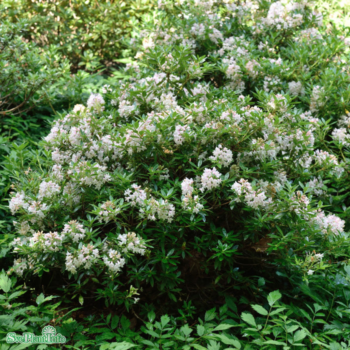 Rhododendron 'Bloombux' C5 30-40cm