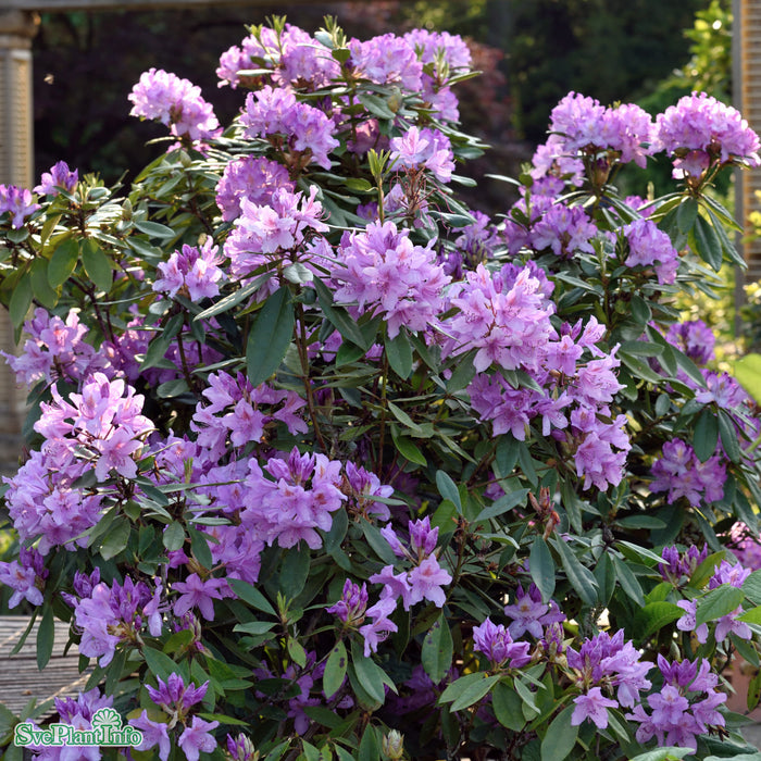 Rhododendron ponticum C4,6
